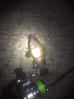 息子とメバリング