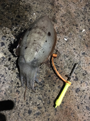 コウイカ 釣行