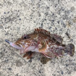 ライトゲームで五目釣り