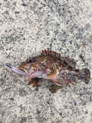 ライトゲームで五目釣り