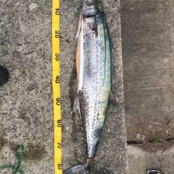 釣れ出したと情報を見て！