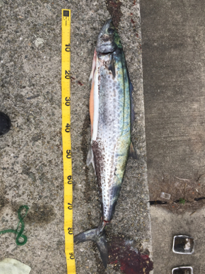 釣れ出したと情報を見て！