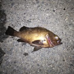 アジングの予定が