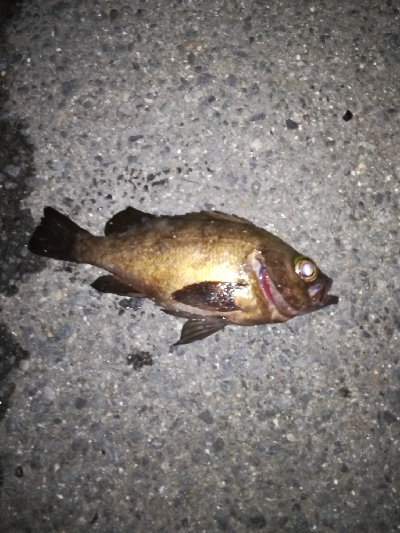 アジングの予定が