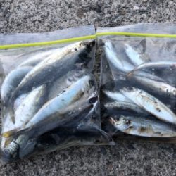 アジングからのサビキ釣り