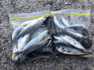 アジングからのサビキ釣り