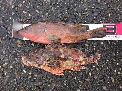 青物調査してきましたよ~のはずが。。