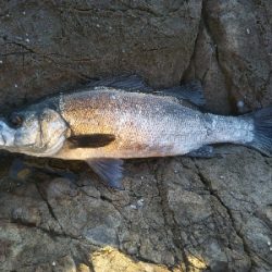 地磯でヒラスズキ