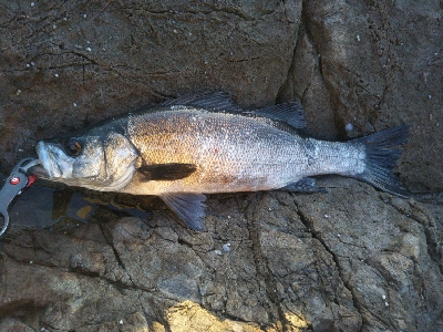 地磯でヒラスズキ