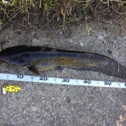 ナマズトップゲーム