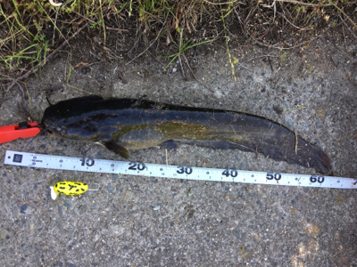 ナマズトップゲーム