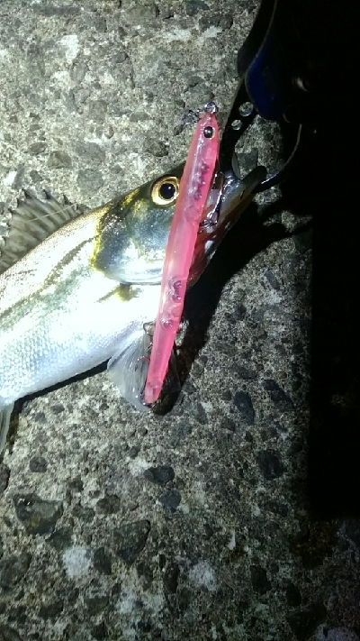 ハネ～セイゴ バチパターン4匹