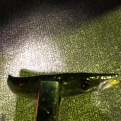 海にぶらりときたら