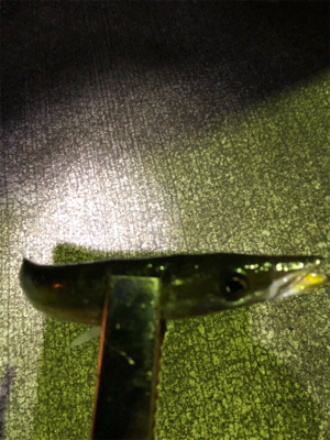 海にぶらりときたら