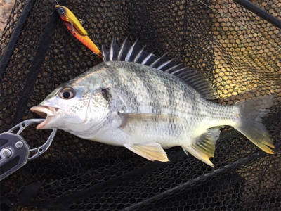 キチヌ、マチヌ、シーバス