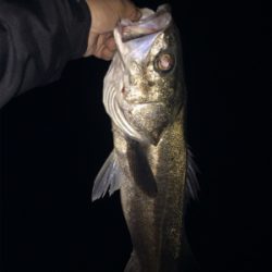 まさかのナイトシーバス