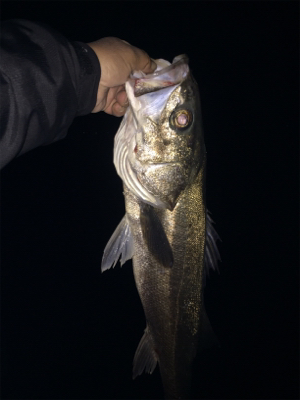 まさかのナイトシーバス