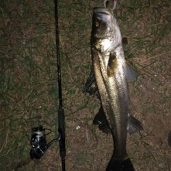 良いサイズが釣れました