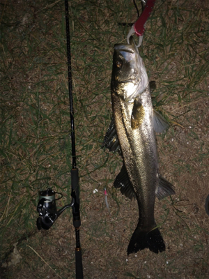 良いサイズが釣れました