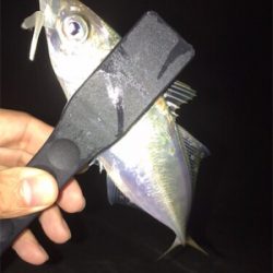 雨後アジング♪