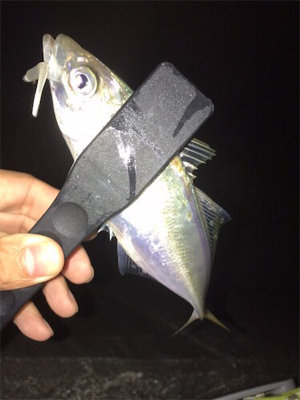 雨後アジング♪