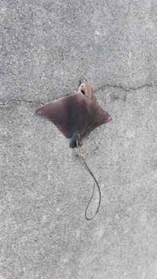 釣り史上最大の後悔