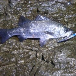 地磯でヒラセイゴ