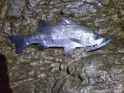 地磯でヒラセイゴ