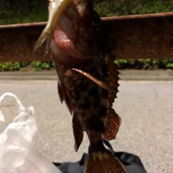 ガシラのみでした