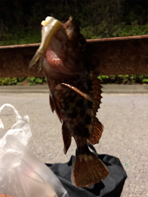 ガシラのみでした