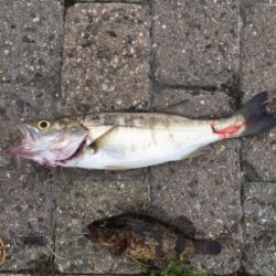 チーバス、ガッシー