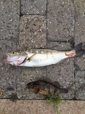 チーバス、ガッシー