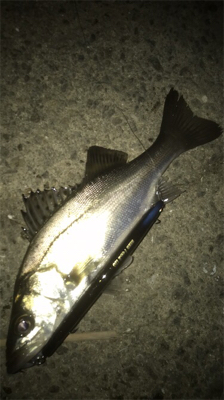 ドブ川でバチシーバス！