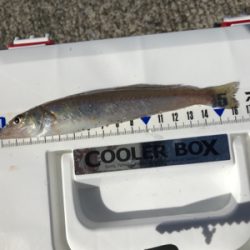 ちょい投げキス釣り