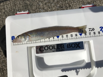 ちょい投げキス釣り