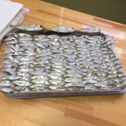 豆アジ、いわし、ガシラ釣り