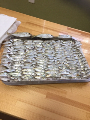 豆アジ、いわし、ガシラ釣り