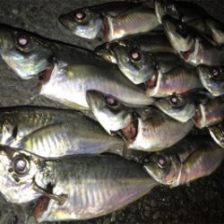 久しぶりにつぬけ