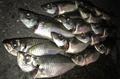 久しぶりにつぬけ