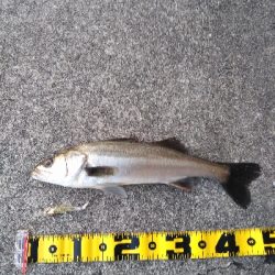 コアマンVJ16金メッキでシーバス、メバル