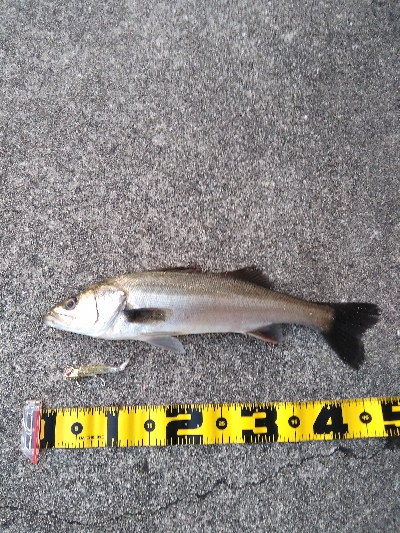 コアマンVJ16金メッキでシーバス、メバル