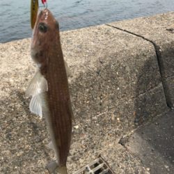 エソ、サゴシばらし、エソ