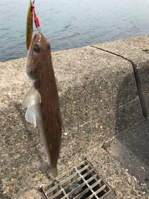 エソ、サゴシばらし、エソ