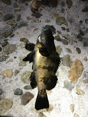 メバリング→エギング→ジギング→穴釣り