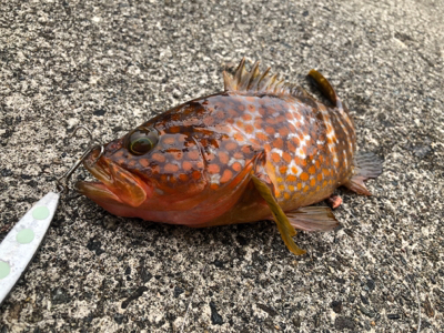 ロックフィッシュ