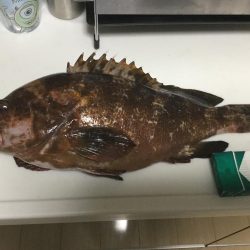 アコウ45センチ1.6キロ