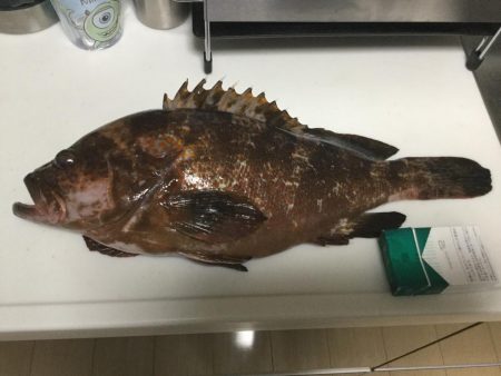 アコウ45センチ1.6キロ