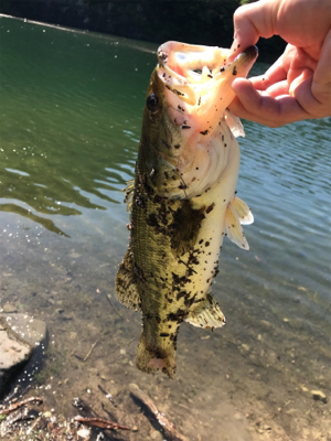 ブルフラットリベンジ！！とおまけの野池！！…