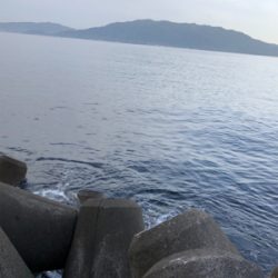 今年も、親イカに会えました！