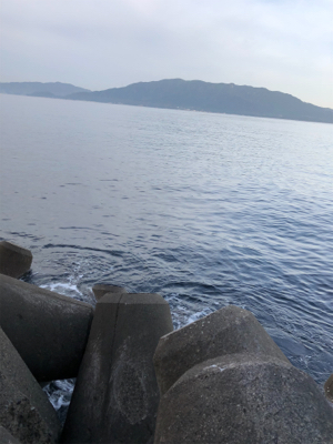 今年も、親イカに会えました！